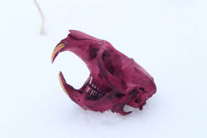 Naturally Stained Muskrat Skull