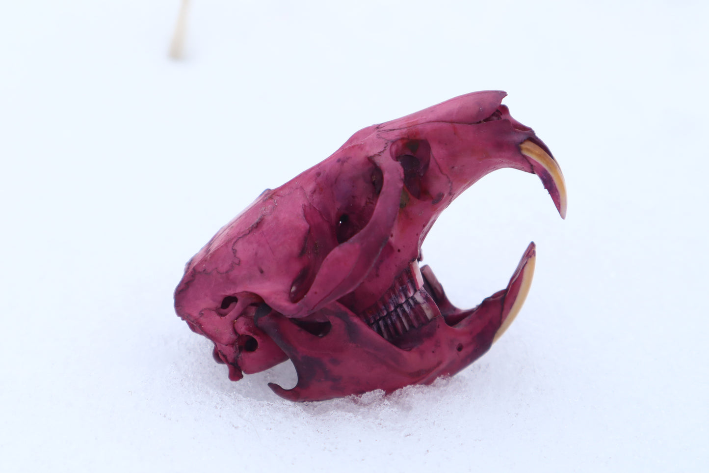 Naturally Stained Muskrat Skull