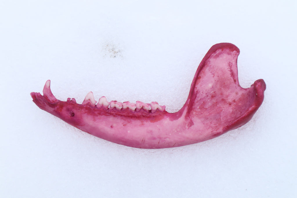 Naturally Stained Opossum Mandible