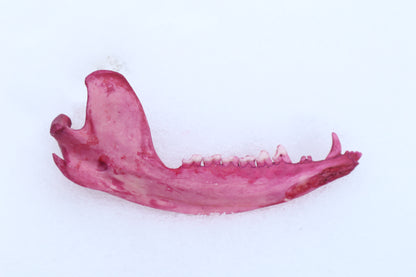 Naturally Stained Opossum Mandible