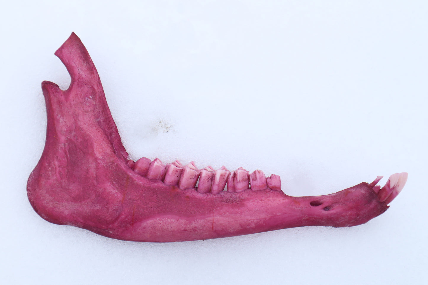 Naturally Stained Goat Mandible