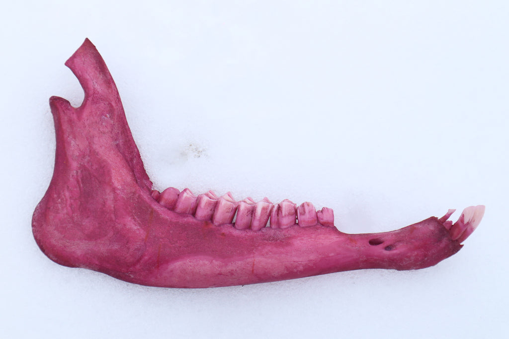 Naturally Stained Goat Mandible