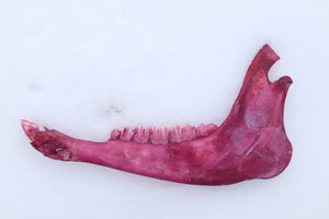 Naturally Stained Goat Mandible