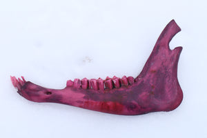 Naturally Stained Goat Mandible