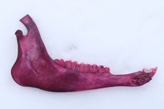 Naturally Stained Goat Mandible