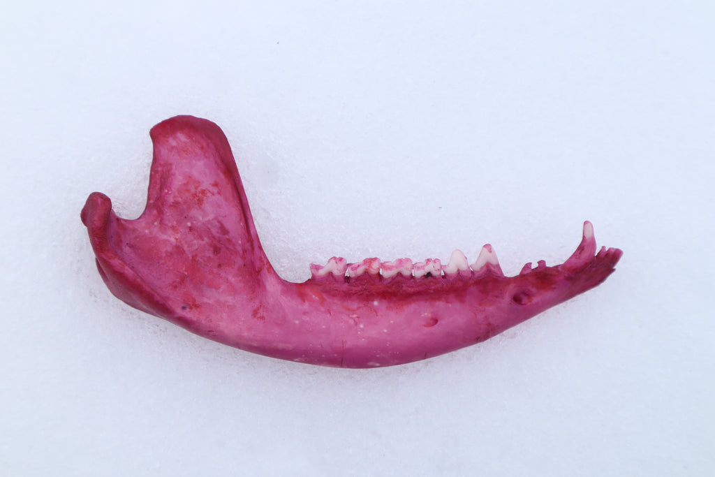 Naturally Stained Opossum Mandible