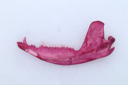 Naturally Stained Opossum Mandible