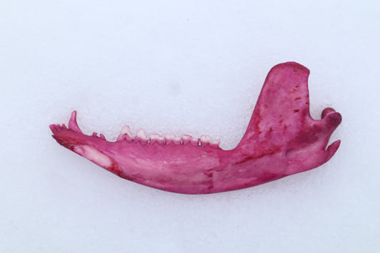 Naturally Stained Opossum Mandible