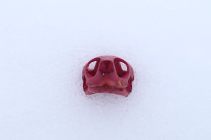 Naturally Stained Red Eared Slider Turtle Skull