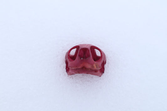 Naturally Stained Red Eared Slider Turtle Skull