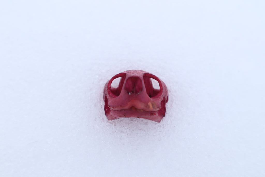 Naturally Stained Red Eared Slider Turtle Skull