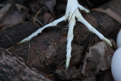 Chicken Foot Articulation
