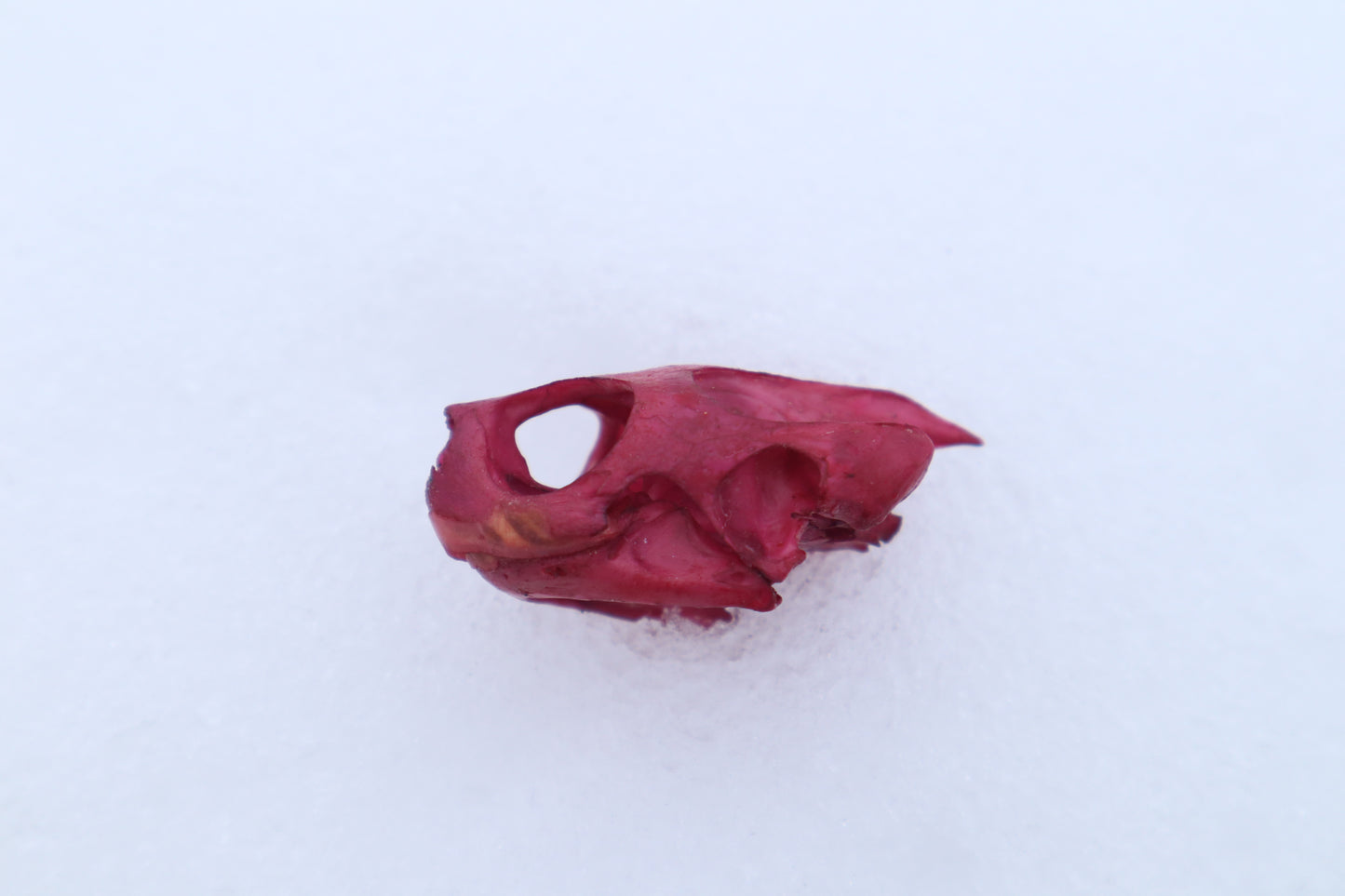 Naturally Stained Red Eared Slider Turtle Skull