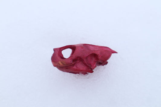 Naturally Stained Red Eared Slider Turtle Skull