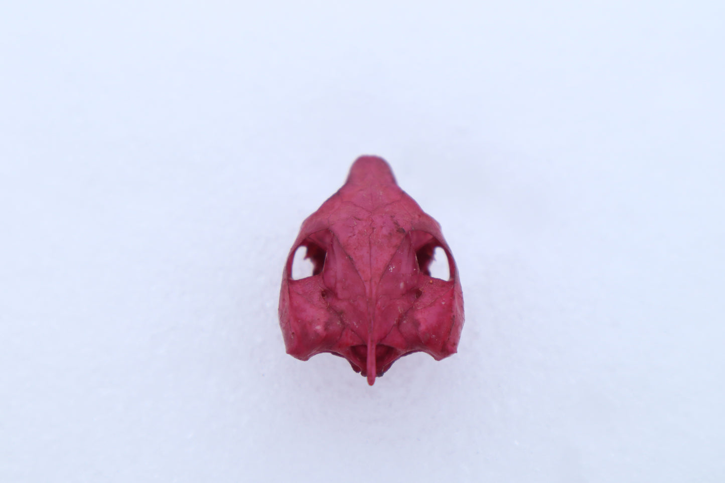 Naturally Stained Red Eared Slider Turtle Skull