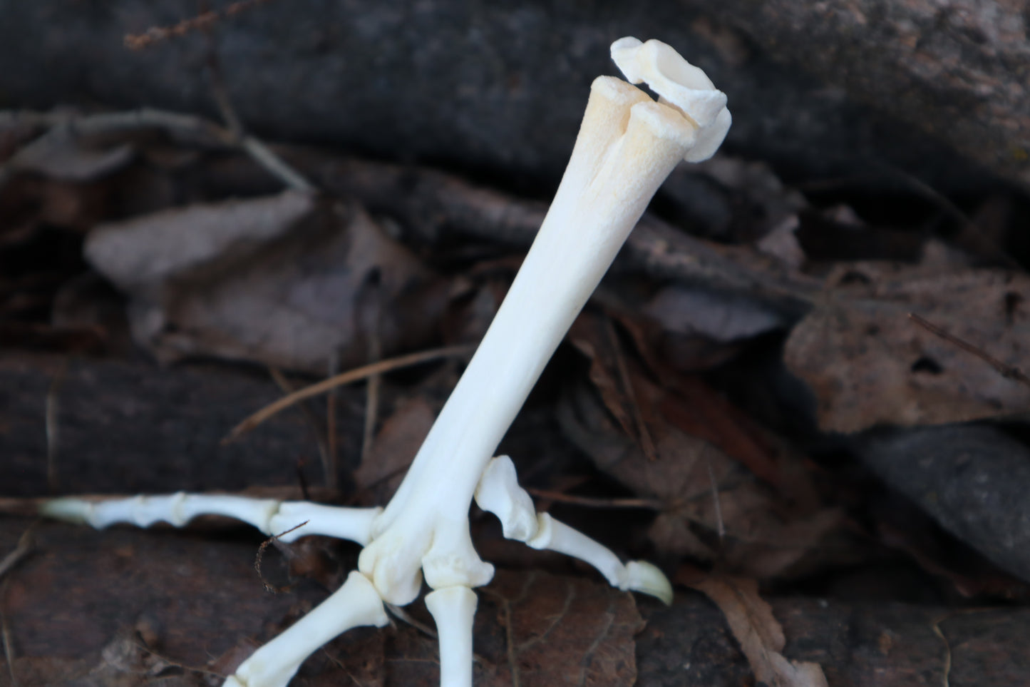 Chicken Foot Articulation