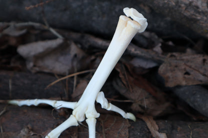 Chicken Foot Articulation