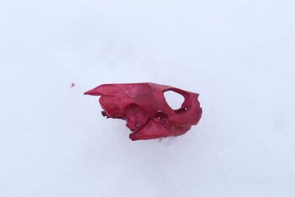 Naturally Stained Red Eared Slider Turtle Skull