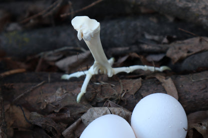Chicken Foot Articulation