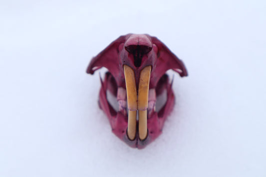 Naturally Stained Muskrat Skull