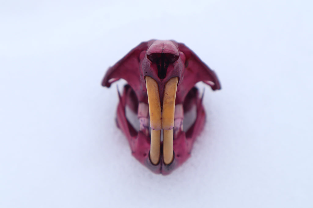 Naturally Stained Muskrat Skull