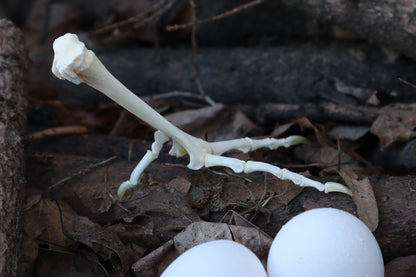 Chicken Foot Articulation