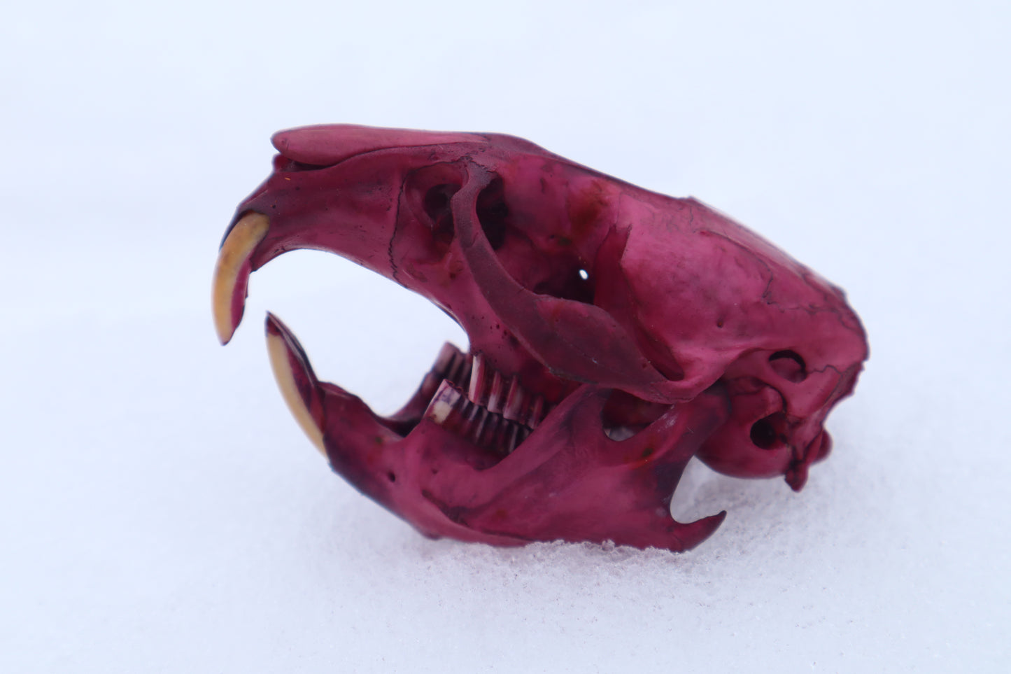 Naturally Stained Muskrat Skull