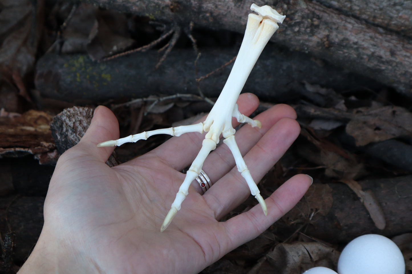Chicken Foot Articulation
