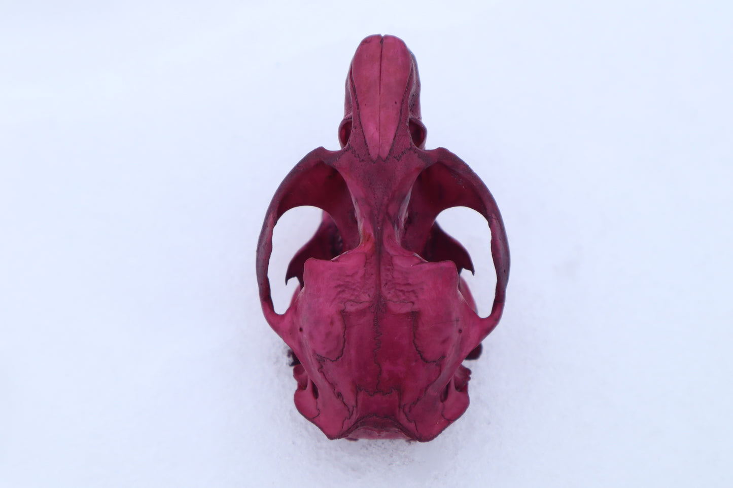 Naturally Stained Muskrat Skull