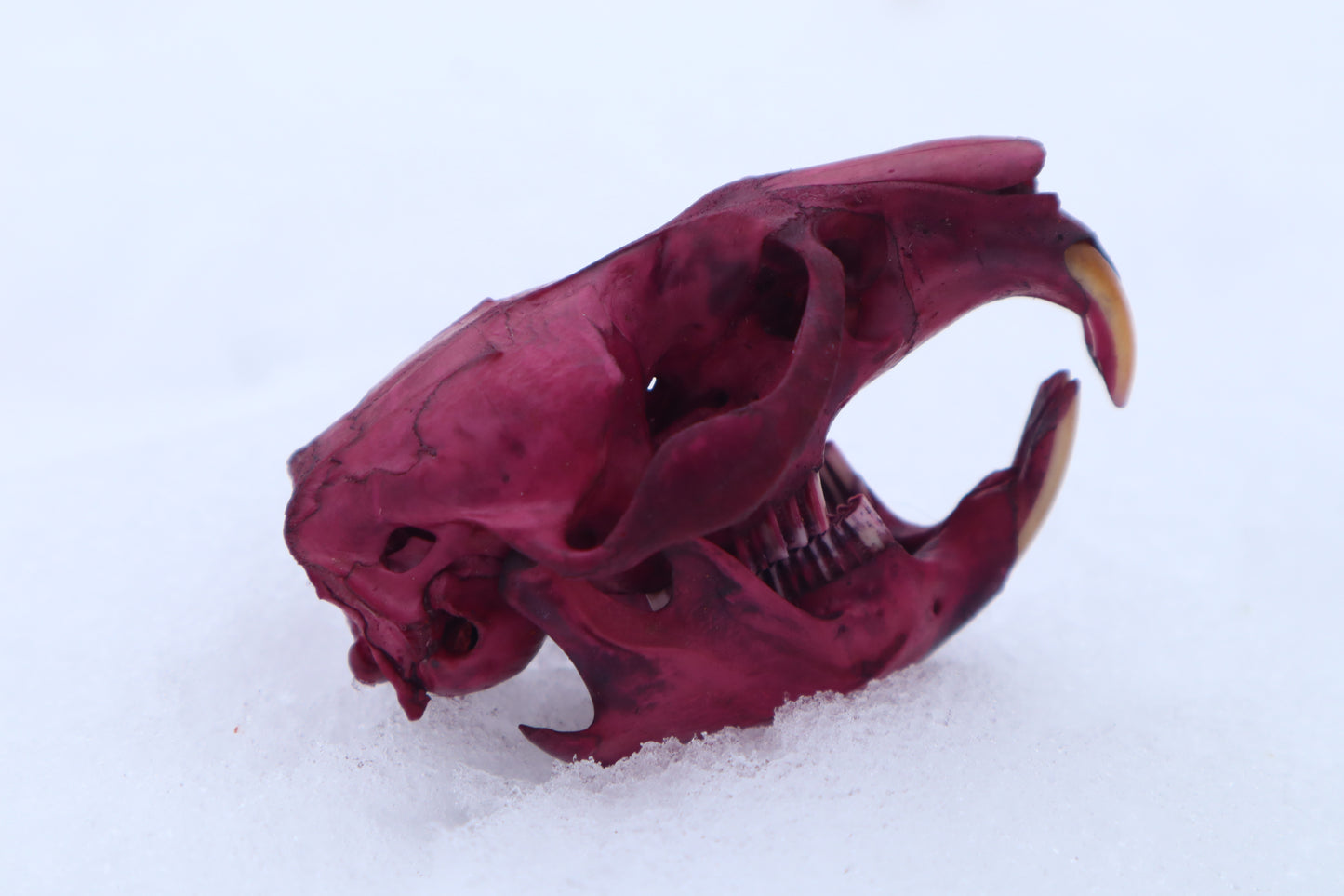 Naturally Stained Muskrat Skull