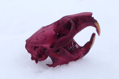 Naturally Stained Muskrat Skull