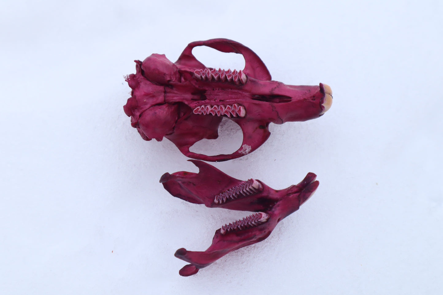 Naturally Stained Muskrat Skull