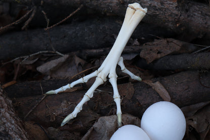 Chicken Foot Articulation