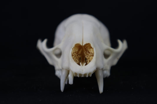 Craft Raccoon Skull
