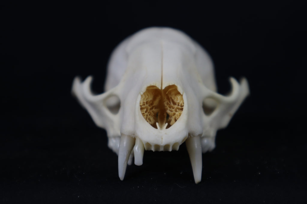 Craft Raccoon Skull