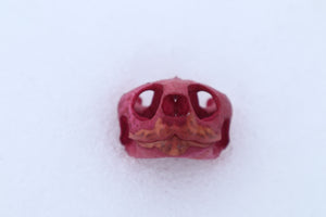 Naturally Stained Red Eared Slider Turtle Skull