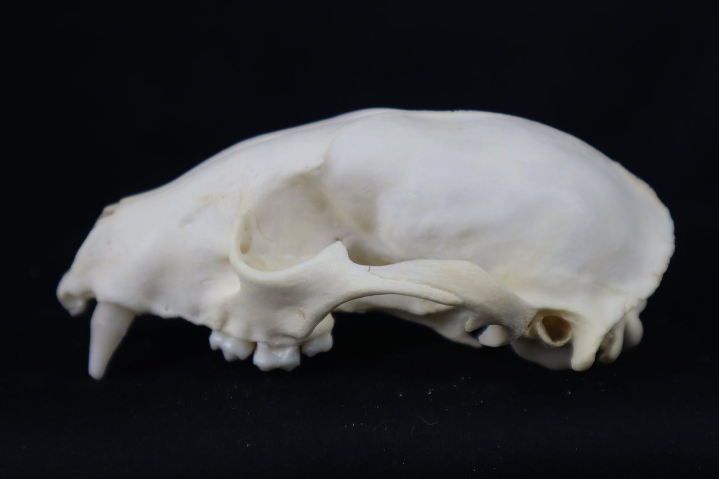 Craft Raccoon Skull