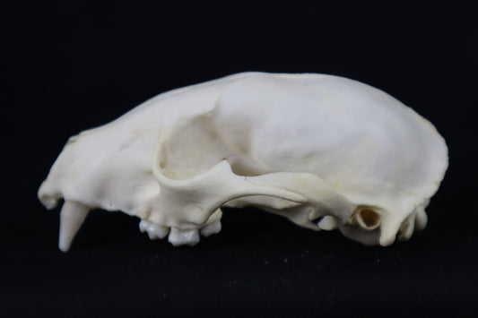 Craft Raccoon Skull