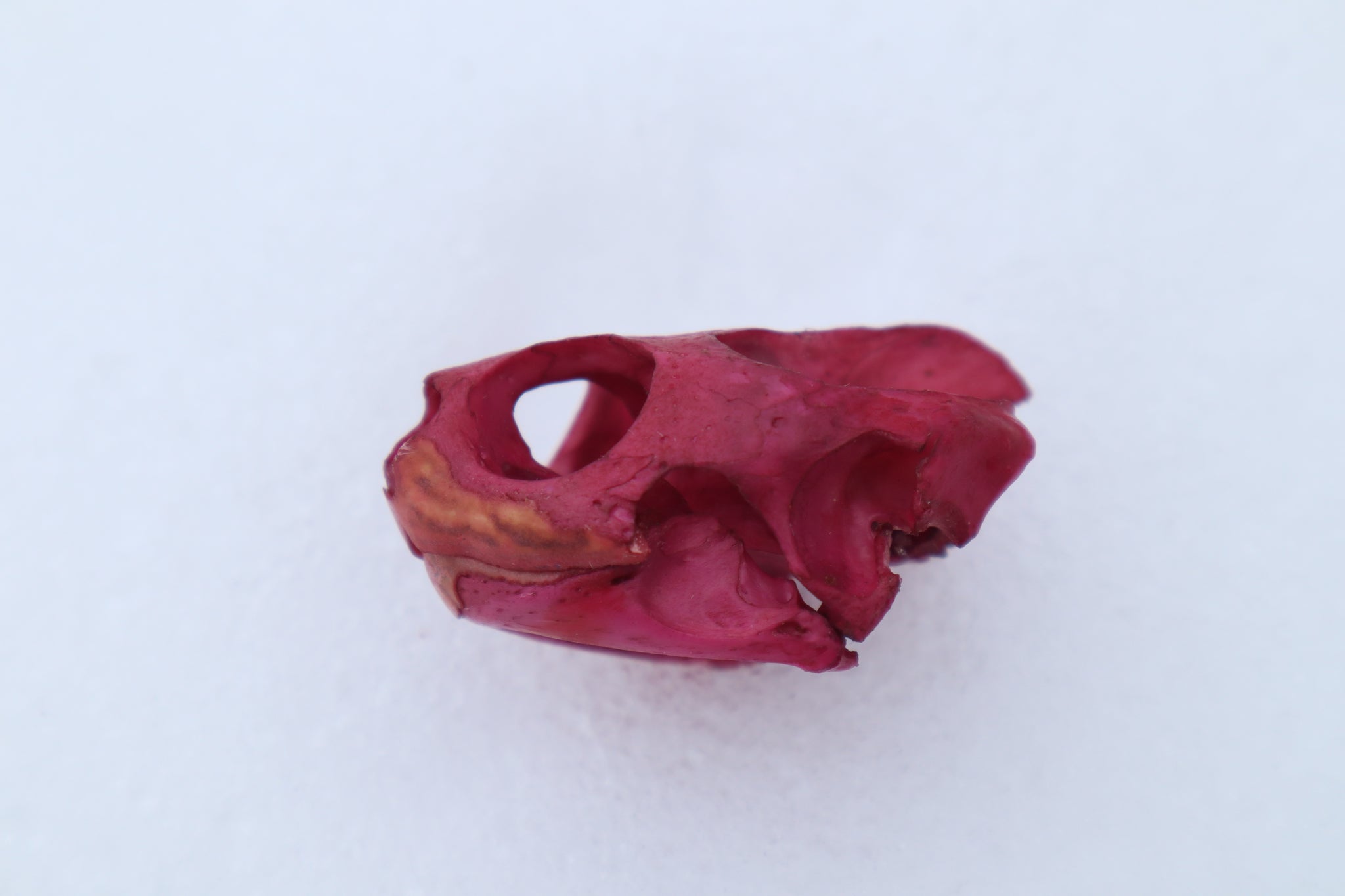 Naturally Stained Red Eared Slider Turtle Skull