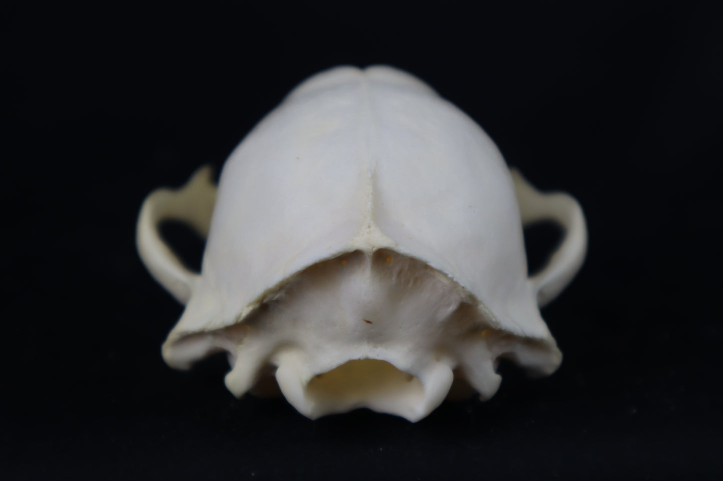 Craft Raccoon Skull