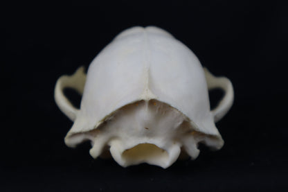 Craft Raccoon Skull