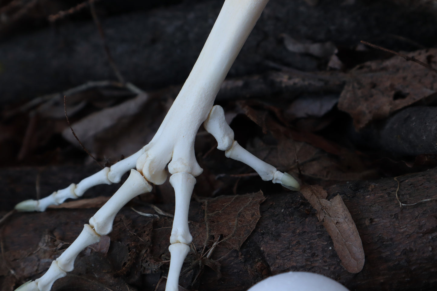 Chicken Foot Articulation