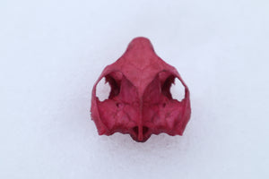 Naturally Stained Red Eared Slider Turtle Skull