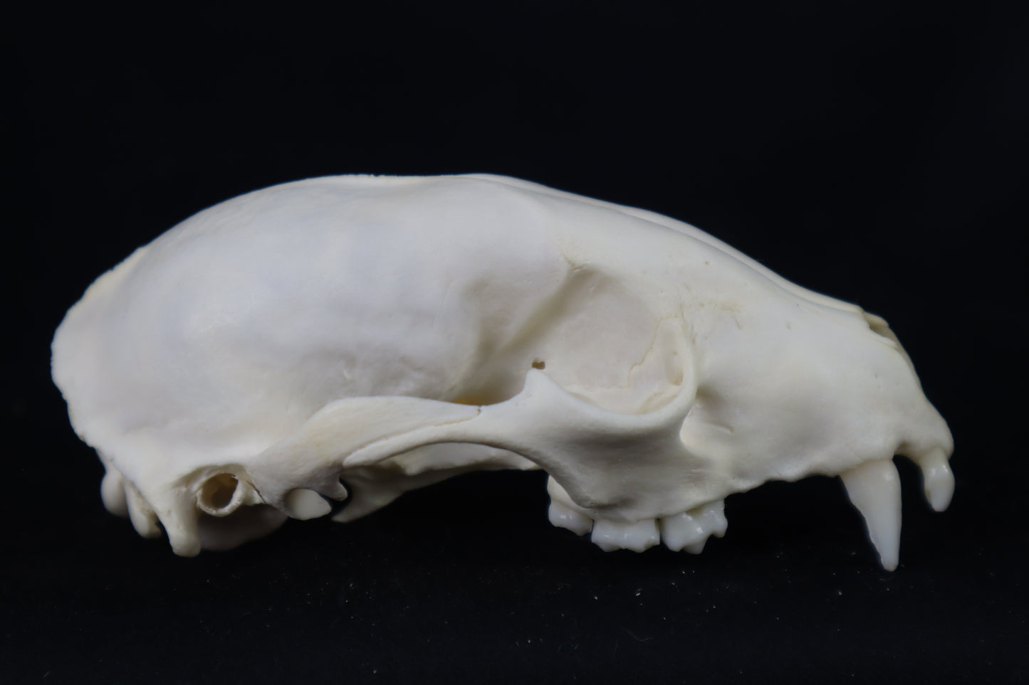 Craft Raccoon Skull