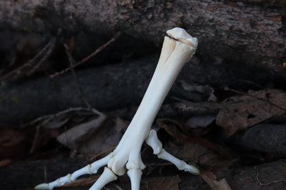 Chicken Foot Articulation