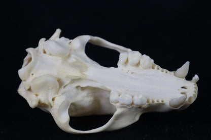 Craft Raccoon Skull