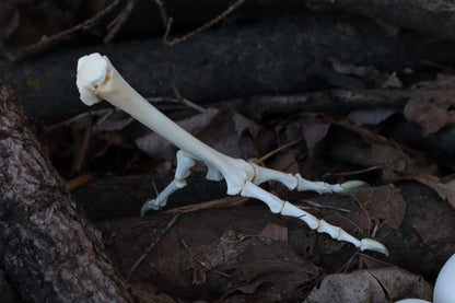 Chicken Foot Articulation