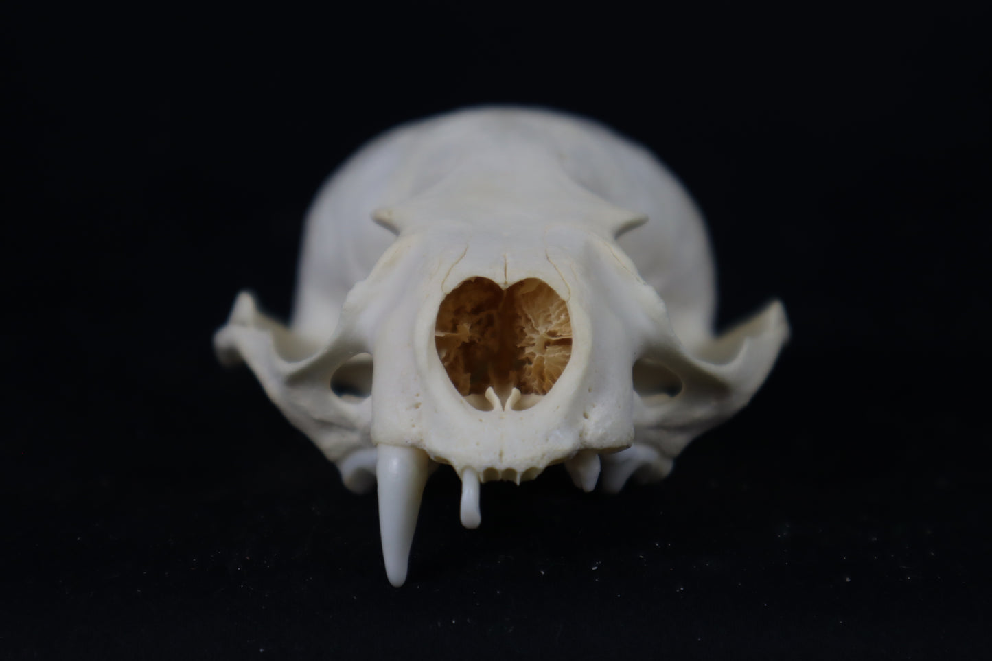 Craft Juvenile Otter Skull