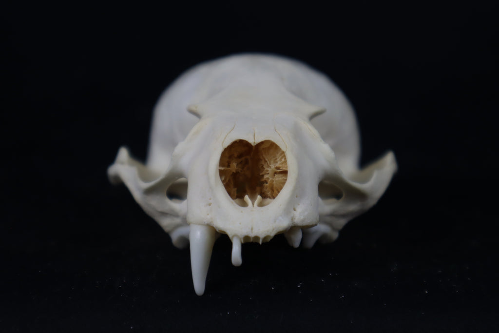 Craft Juvenile Otter Skull