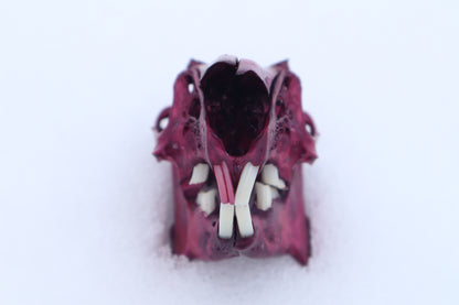 Naturally Stained Jack Rabbit Skull